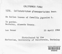 Colletotrichum gloeosporioides image